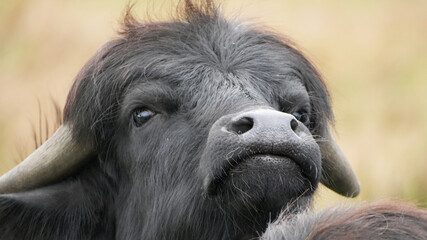 an extreme close up portrait of a cute, fluffy black water buffalo calf looking at the camera