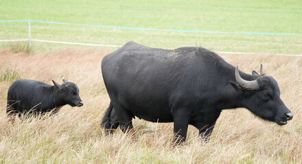 Obraz premium a black water buffalo cow is standing with her calf in a dry grass pasture
