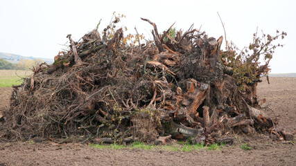 a large pile of wooden tree roots and branches is lying on a freshly plowed field