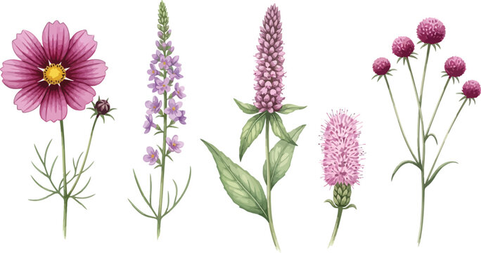 Watercolor illustration of five different flowering plants on a white background art design