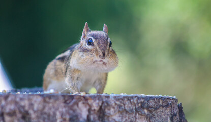 Chipmunk with full cheeks on tree stump in natural habitat