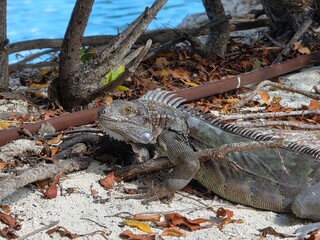 iguana on the beach