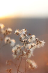 Dried Flowers Collection