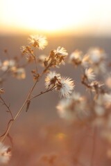 Dried Flowers Collection