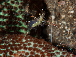 Transparent cleaner shrimp with eggs on coral reef in Lembeh Indonesia