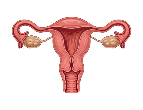 Female Reproductive System Anatomy Internal Organ Structure Uterus Ovaries and Fallopian Tubes Medical Illustration Isolated on White Background Vector Artwork