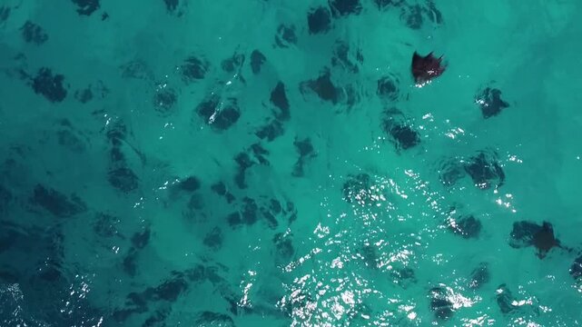 CARDUMEN DE MANTARRAYAS CUBANAS MOBULAS MANTAS
