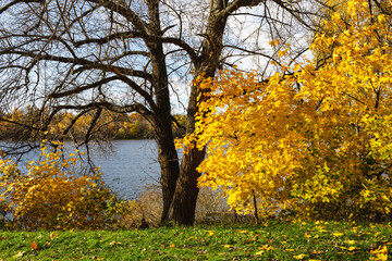 Autumn urban landscape in Kiev on the banks of the Dnieper River, surrounded by trees with autumn yellow leaves against a background of a blue sky
