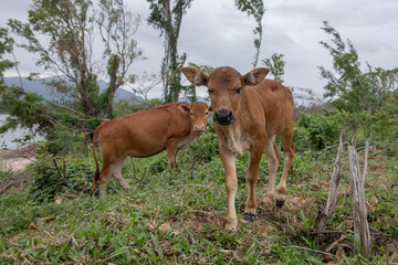 high humped cattle- Bos taurus