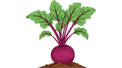 Freshly harvested beetroot vegetable with vibrant green leaves growing from rich soil isolated on transparent background