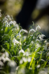 Pretty snowdrops growing in the late winter sunshine, with  selective focus