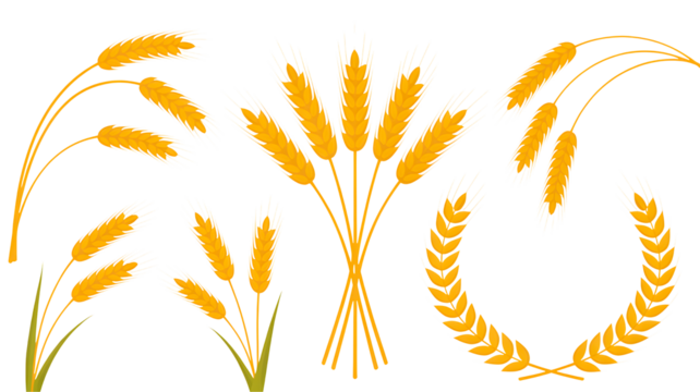 Collection of golden wheat ears and stalks arranged in various artistic compositions isolated on transparent background