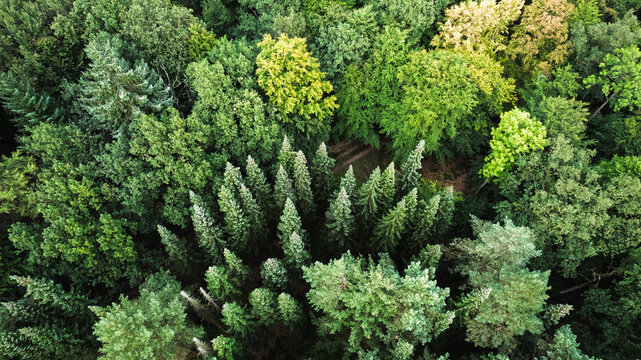 Aerial view of a dense mixed forest with a variety of tree species in different shades of green. The image shows the rich biodiversity of the forest canopy from above, captured in late summer or early