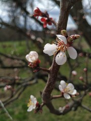 Blooming apricot