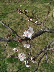 Blooming apricot