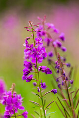 flowers of Fireweed, Chamaenerion angostifolium on a sunny summer day