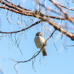 Spotted flycatcher sitting on a tree branch