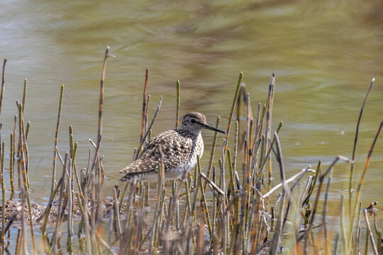 Wood sandpiper on a sandy shore near the water