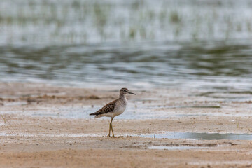 Wood sandpiper on a sandy shore near the water