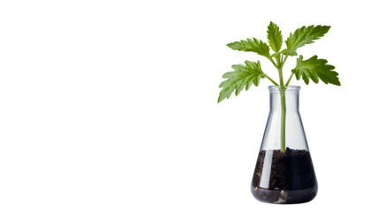 A healthy green plant with leaves growing in a clear glass laboratory flask filled with dark soil isolated on transparent background