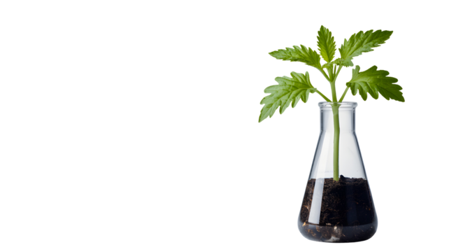 A healthy green plant with leaves growing in a clear glass laboratory flask filled with dark soil isolated on transparent background