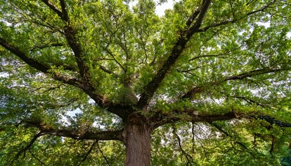 Fototapeta premium overhead view of a lush green mature tree with a thick gnarled trunk and a full rounded canopy