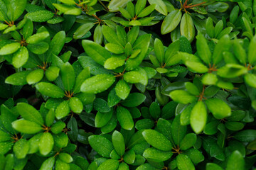 Green leaves with water drops. Top view. Beautiful natural background.