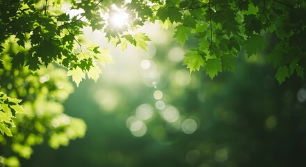 Sunlight filtering through vibrant green leaves in a serene forest scene