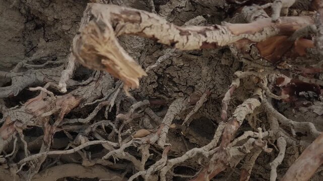 Tree roots creating a complex, underground pattern in dry earth.
Horizontal tracking video shot, showing a dramatic natural network in dry soil