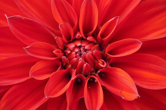 Close-up of Vibrant Red Dahlia Flower Petals