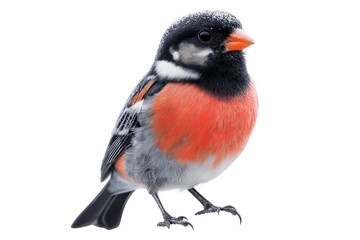 Glistening Rime Frost Bullfinch Bird Isolated on Transparent Background
