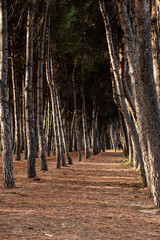 Pine trees creating a natural archway, sunlight filtering through foliage, illuminating the forest floor covered in needles. In Pineto, Abruzzo, Italy