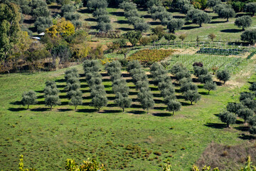 Olive grove plantation on green hillside, trees creating beautiful rows with long shadows, farming landscape