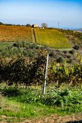 Abruzzo landscape featuring colorful autumn grapevines and a rural farm building in Città Sant'Angelo, Italy