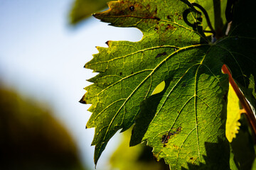 Vine leaf close-up on a vineyard in Abruzzo, showcasing green texture, veins and natural sunlight
