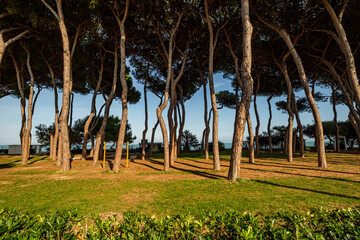 Pineto pine forest framing the Adriatic Sea coastline in Pineto, Abruzzo, Italy, with green grass and tree shadows