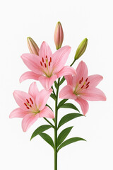 Pnk lily flowers in full bloom against a clean white background