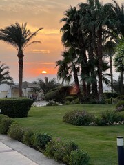 Obraz premium A magnificent golden sunset among palm trees, green lawns, and trimmed bushes of a well-kept hotel