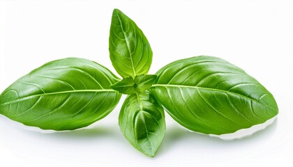 Fototapeta premium Fresh Green Basil Herb Leaves Isolated On White Background Sweet Genovese Basil