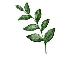 Fototapeta premium green leaves isolated on white