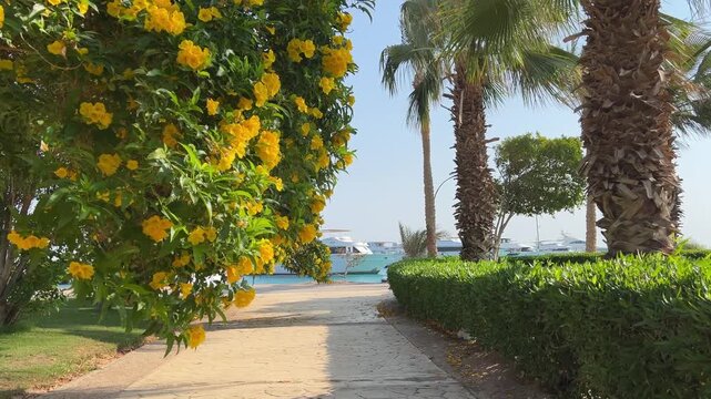 An alley of yellow tropical flowers on one side and tall palm trees on the other side against a blue sky