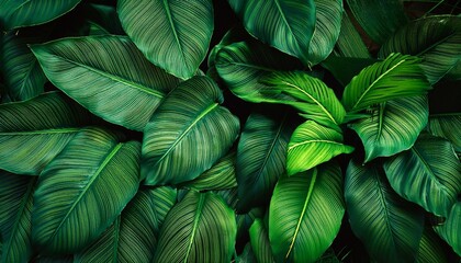 Background Of Tropical Green Leaves Abstract Nature Background Tropical Nature Concept