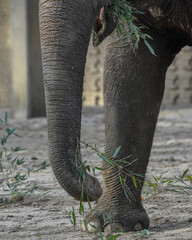 Elephant holding fern branches with its trunk
