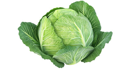 A large green cabbage is sitting on a white background