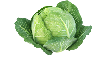 A large green cabbage is sitting on a white background