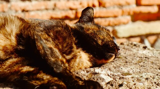 A cat takes a nap at the ruins of Ostia Antica, the old port of Rome, Lazio, Italy, dating back to the 7th century BC
