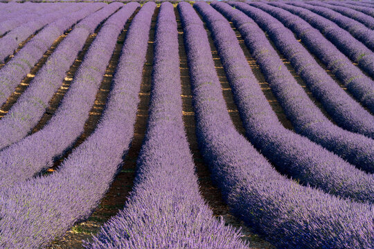 Rows of purple lavender fields heading off into the distance in Provence, France.