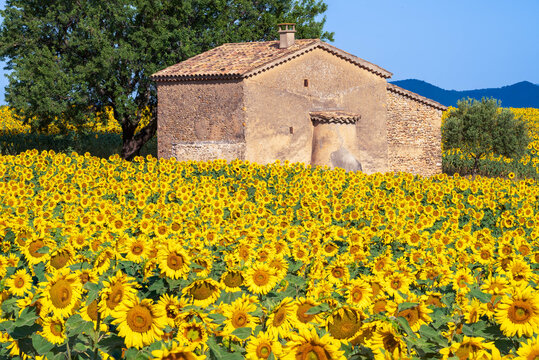 Sunflower field surrounding a stone house in Provence, France. Sunflowers in foreground, stone house with tree in the background. Golden light.