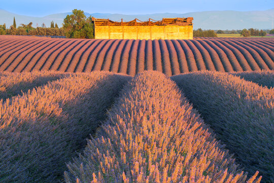 Rows of lavender fields in Provence, France, at sunrise. 