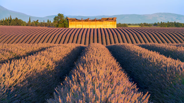 Rows of lavender fields in Provence, France, at sunrise. 